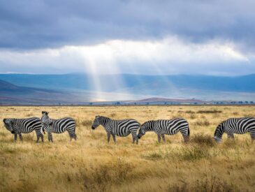how to prepare for a trip to tanzania