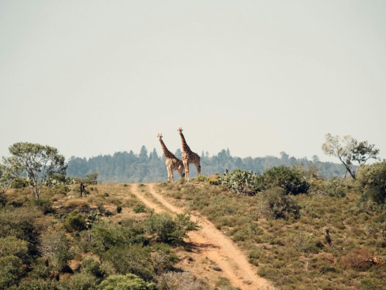 best time to visit tanzania