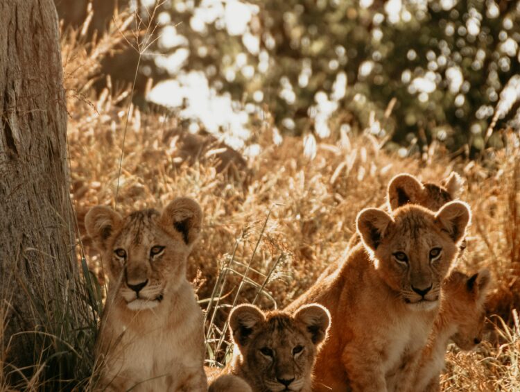 Animals in Tanzania, big five