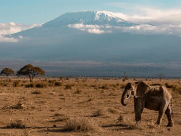 Ultimate Tanzania safari guide