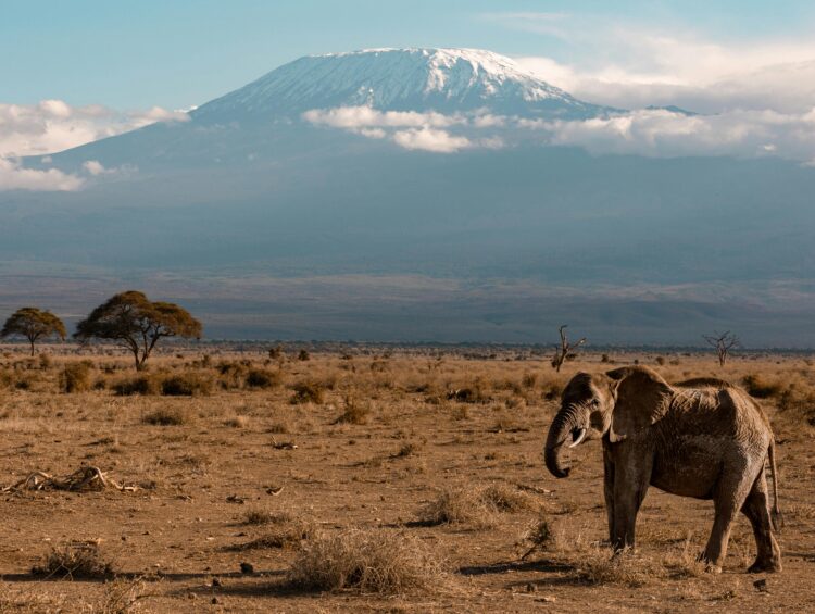 Ultimate Tanzania safari guide