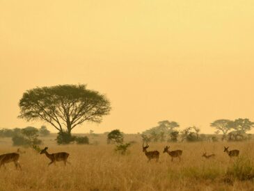 best time to visit tanzania