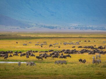 the great migration in tanzania, serengeti