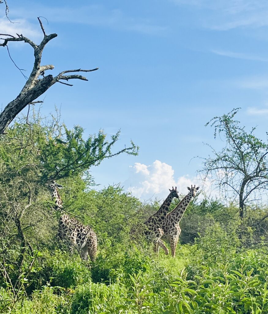 things to do in Arusha