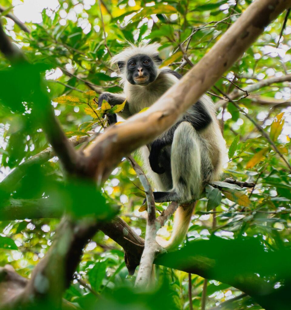 top things to do in Zanzibar