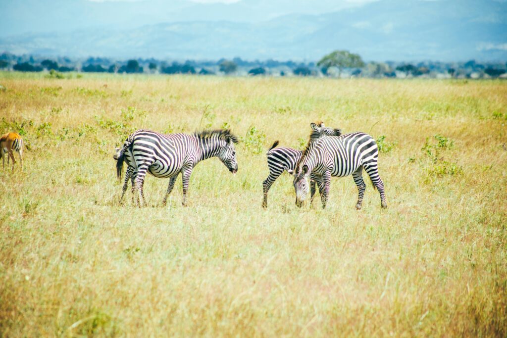 things to do in dar es salaam