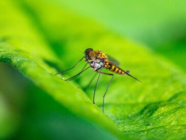 malaria in Tanzania